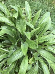 Pentaglottis sempervirens