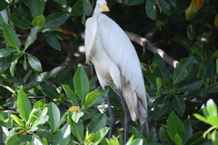 Ardea alba