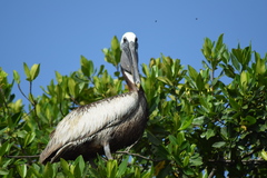 Pelecanus occidentalis