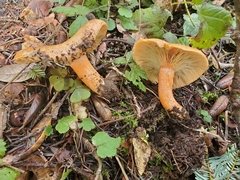 Lactarius aestivus