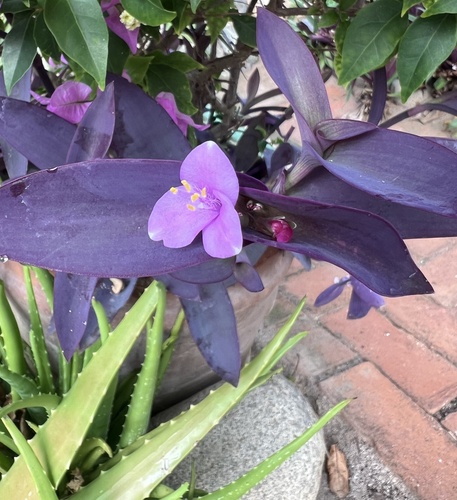 Purple Heart (Tradescantia pallida)