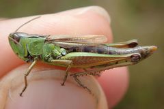 Pseudochorthippus montanus