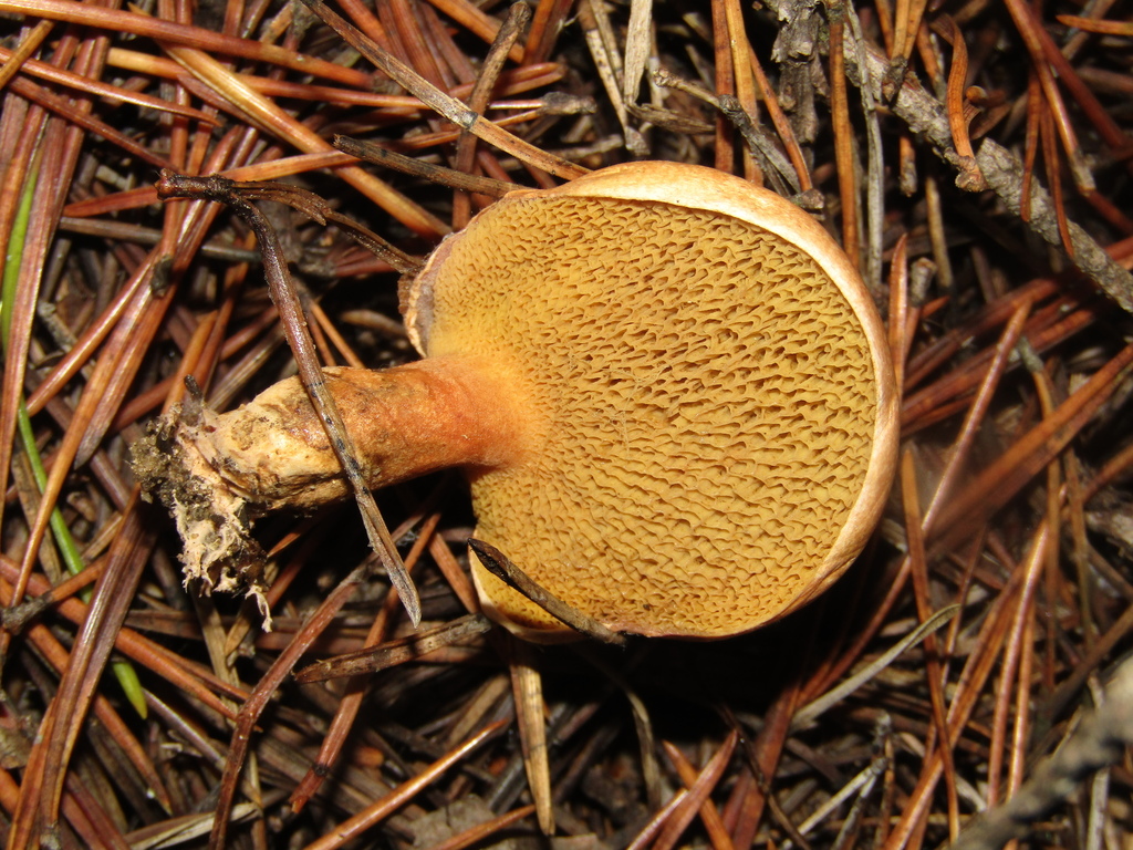 Suillus bovinus · November 2025 · photo: © snaily_naily (iNaturalist, cc-by)