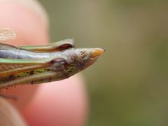 Pseudochorthippus montanus