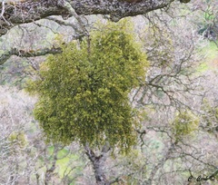 Phoradendron leucarpum tomentosum