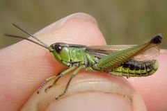 Pseudochorthippus montanus