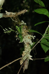 Mystacidium capense