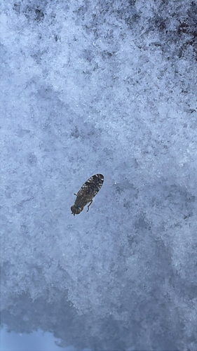 Unknown species found near Hershey Mill Rd, Mountville, PA, US