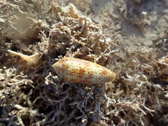 Conus nussatella