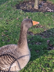 Anser anser