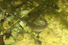 Macrognathus siamensis