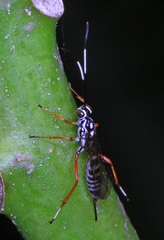 Agonocryptus discoidaloides