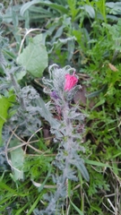 Echium angustifolium