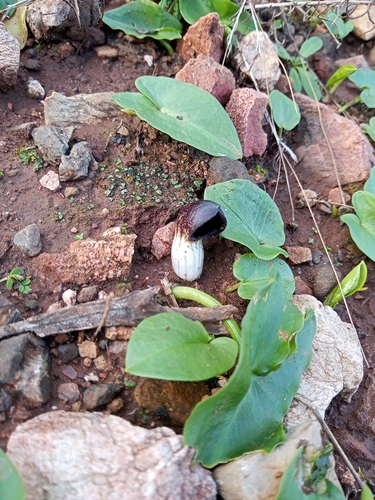 Arisarum simorrhinum