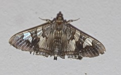 Glyphodes cosmarcha