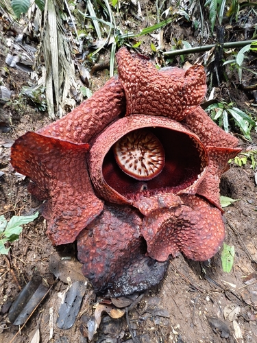 Rafflesia arnoldi