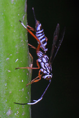 Agonocryptus discoidaloides