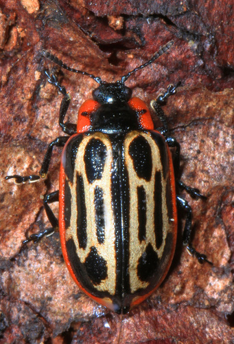 Cottonwood Leaf Beetle