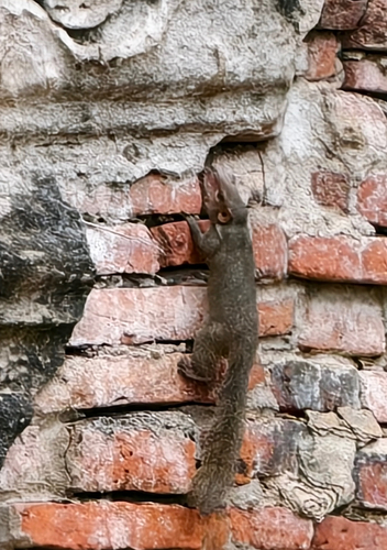 Northern Treeshrew, Phra Nakhon Si Ayutthaya District, Phra Nakhon Si Ayutthaya, TH, photo 10 of 10