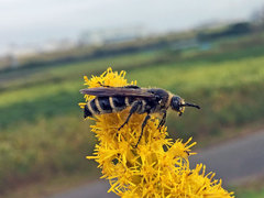 Campsomeriella annulata