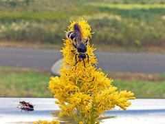 Campsomeriella annulata