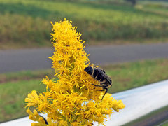 Campsomeriella annulata