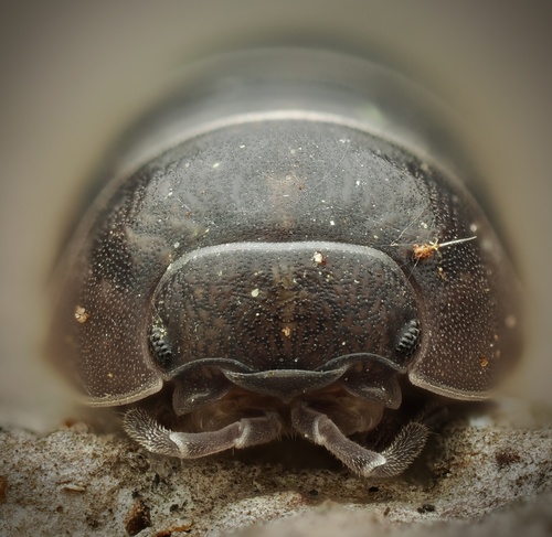 Armadille commune