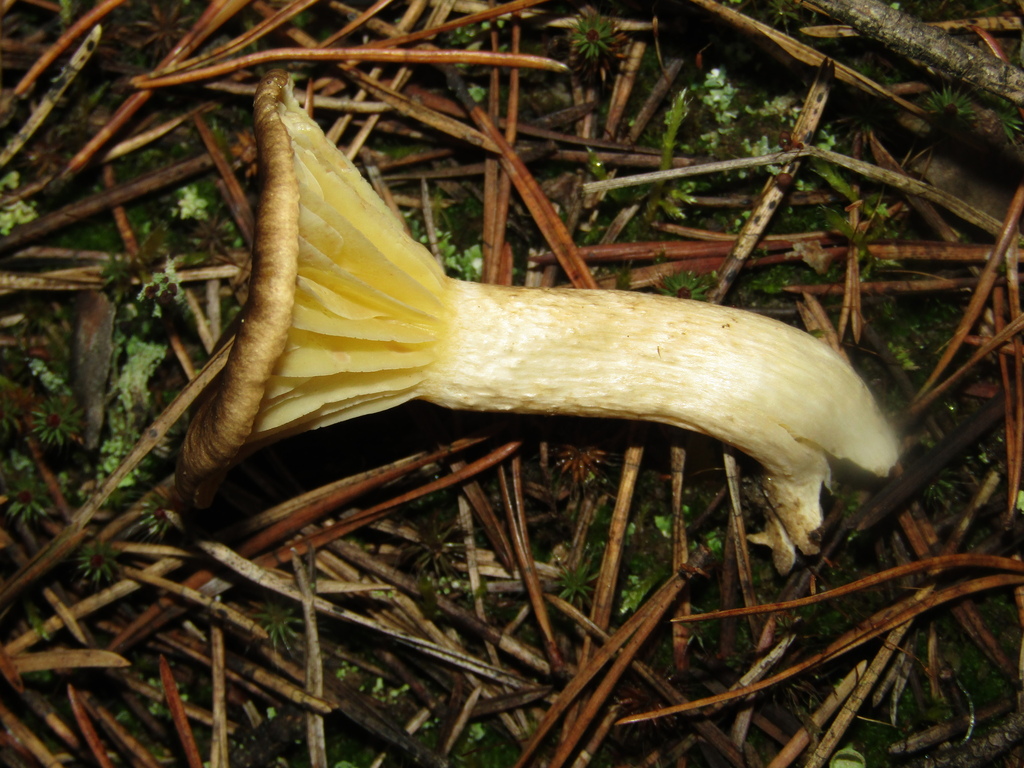 Hygrophorus hypothejus · November 2025 · photo: © snaily_naily (iNaturalist, cc-by)