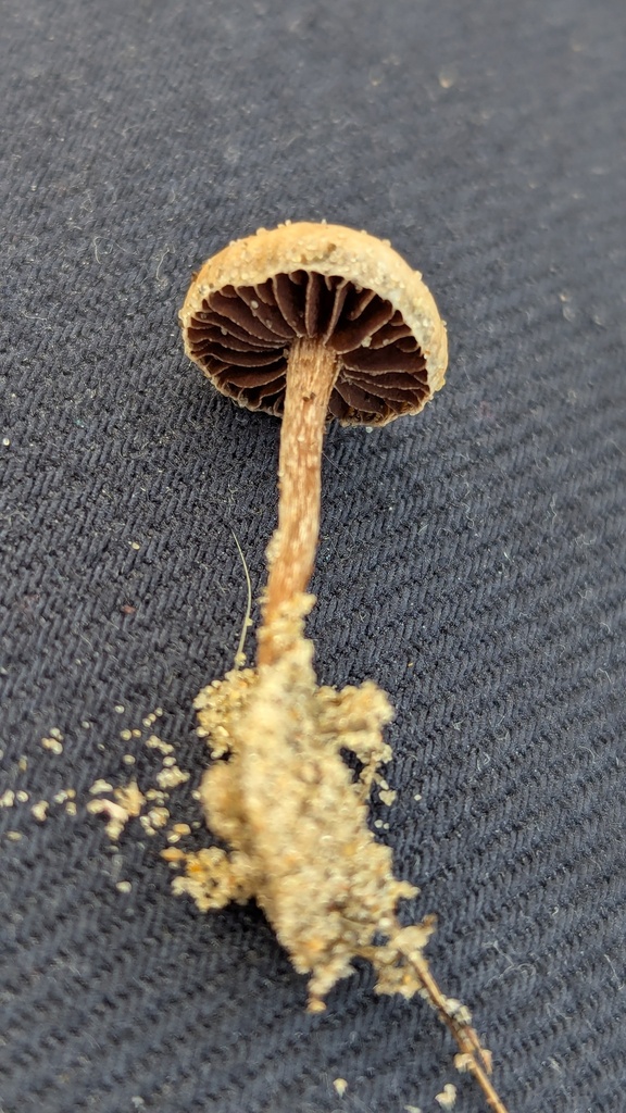 Psathyrella ammophila · December 2025 · photo: © rudolphous (iNaturalist, cc-by)