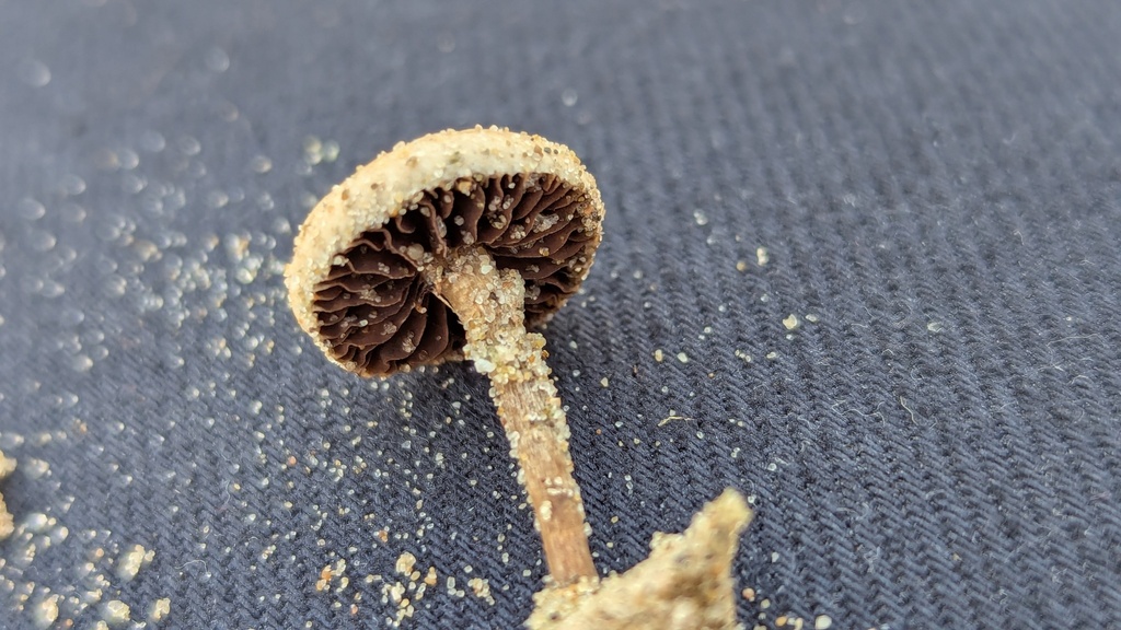 Psathyrella ammophila · December 2025 · photo: © rudolphous (iNaturalist, cc-by)