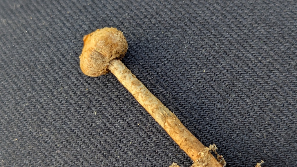 Tulostoma brumale · December 2025 · photo: © rudolphous (iNaturalist, cc-by)