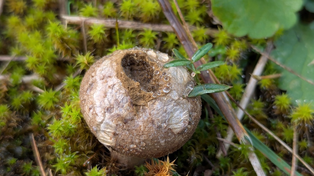 Lycoperdon lividum · December 2025 · photo: © rudolphous (iNaturalist, cc-by)