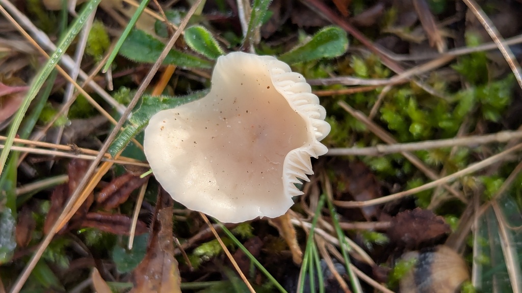 Cuphophyllus virgineus · December 2025 · photo: © rudolphous (iNaturalist, cc-by)