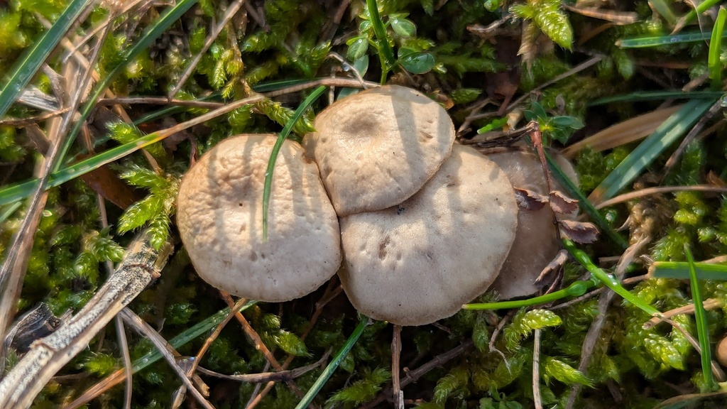 Clitocybe barbularum · December 2025 · photo: © rudolphous (iNaturalist, cc-by)