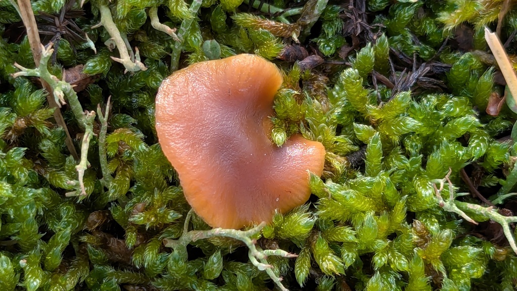 Galerina uncialis · December 2025 · photo: © rudolphous (iNaturalist, cc-by)