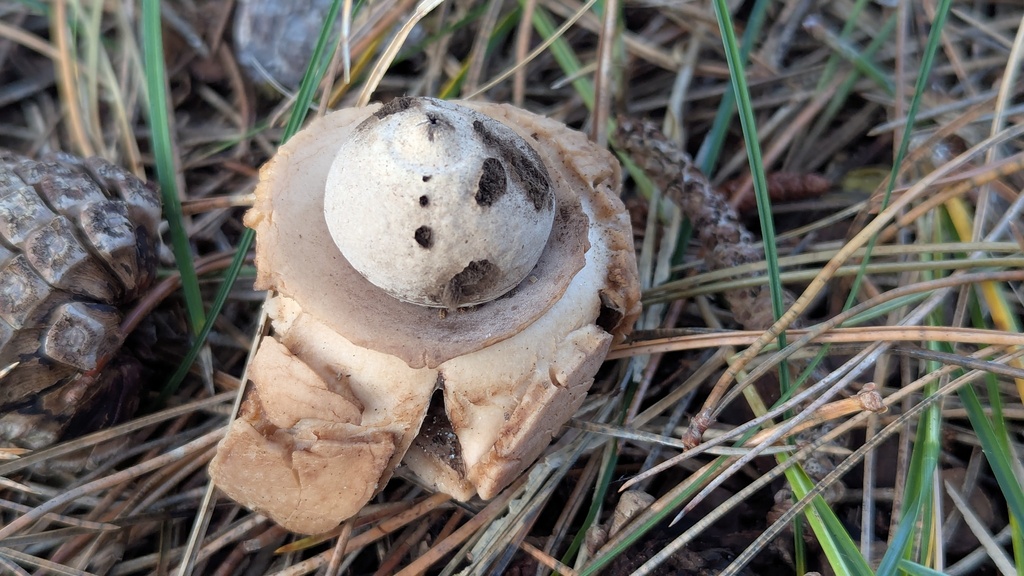 Geastrum michelianum · December 2025 · photo: © rudolphous (iNaturalist, cc-by)