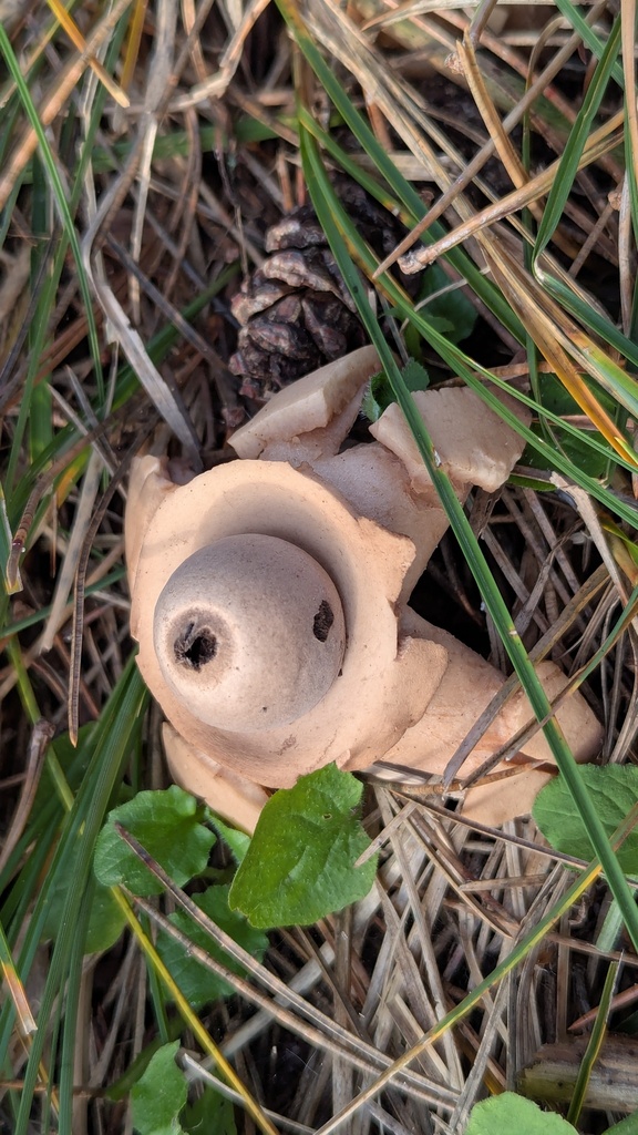 Geastrum michelianum · December 2025 · photo: © rudolphous (iNaturalist, cc-by)
