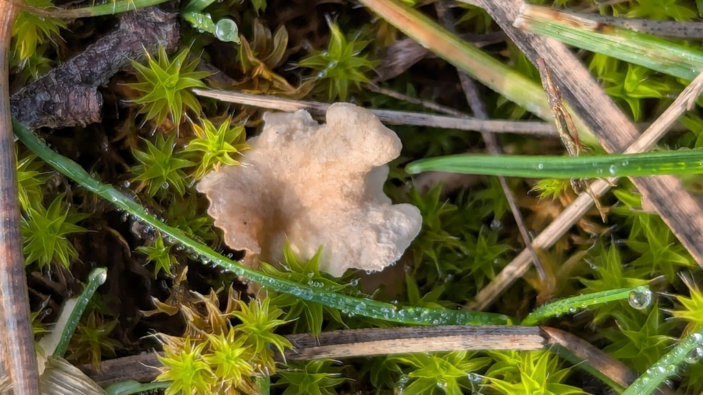 Arrhenia spathulata · December 2025 · photo: © rudolphous (iNaturalist, cc-by)