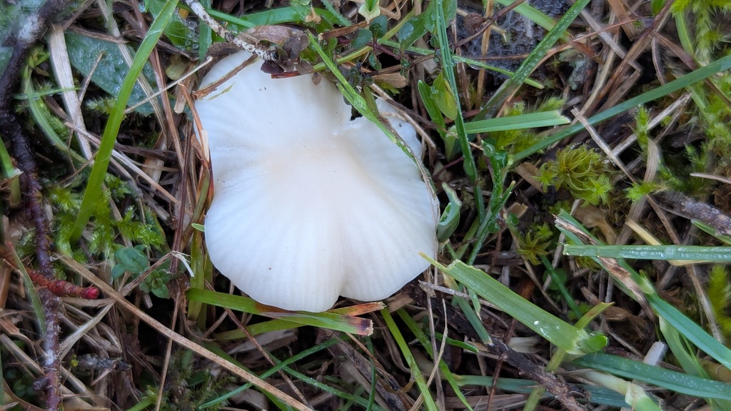 Cuphophyllus virgineus · December 2025 · photo: © rudolphous (iNaturalist, cc-by)