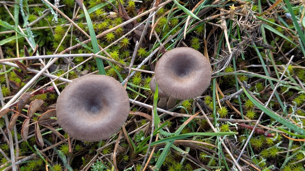 Pseudoclitocybe obbata