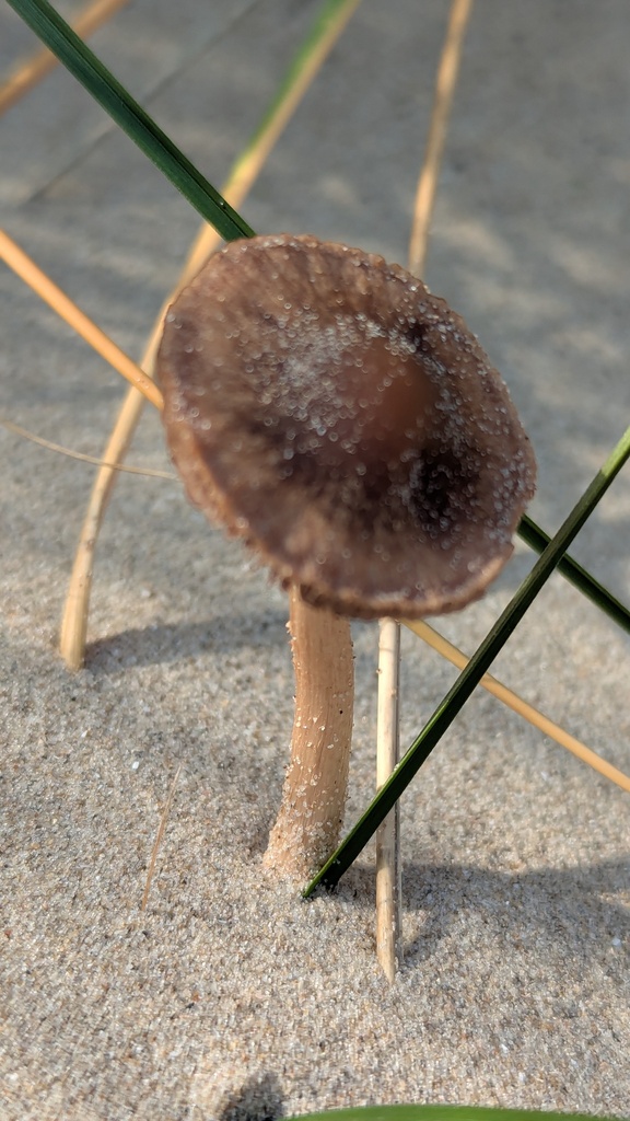 Psathyrella ammophila · December 2025 · photo: © rudolphous (iNaturalist, cc-by)
