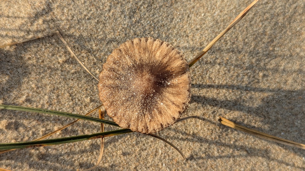 Psathyrella ammophila · December 2025 · photo: © rudolphous (iNaturalist, cc-by)