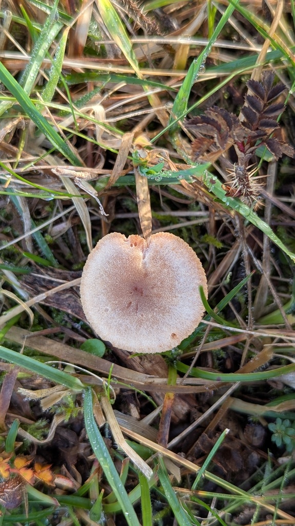 Tubaria furfuracea · December 2025 · photo: © rudolphous (iNaturalist, cc-by)