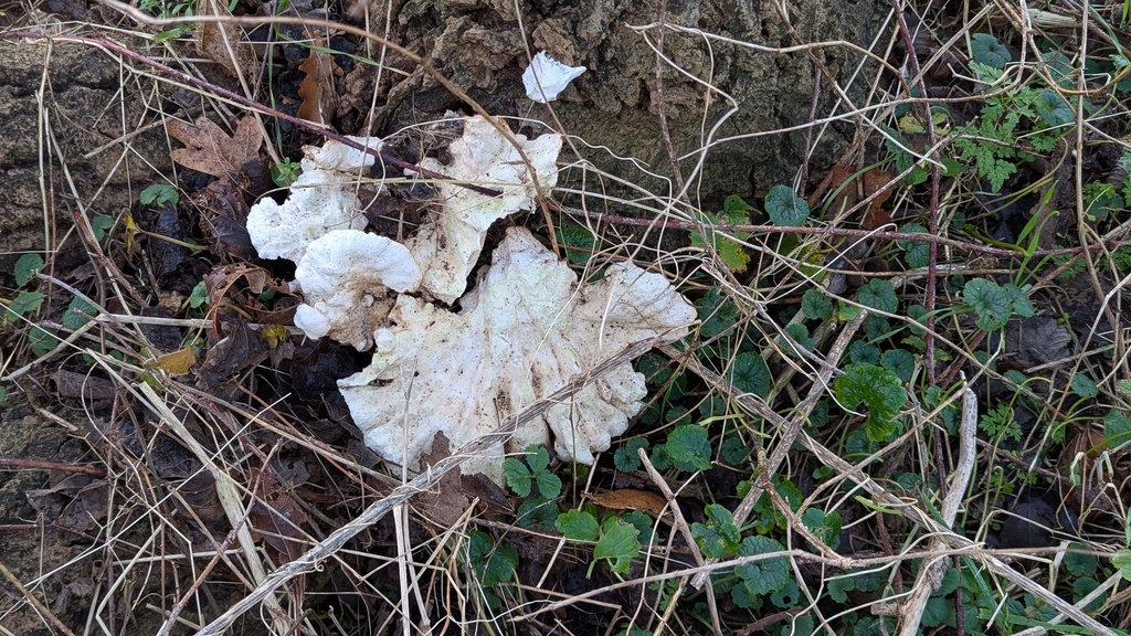 Laetiporus sulphureus · December 2025 · photo: © rudolphous (iNaturalist, cc-by)
