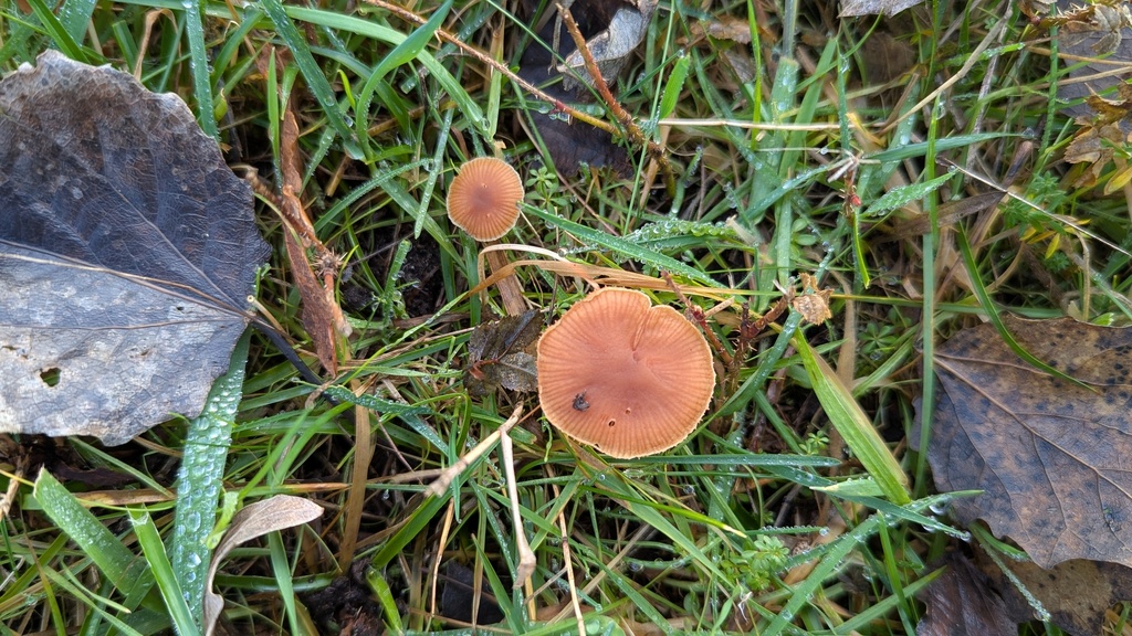 Tubaria furfuracea · December 2025 · photo: © rudolphous (iNaturalist, cc-by)