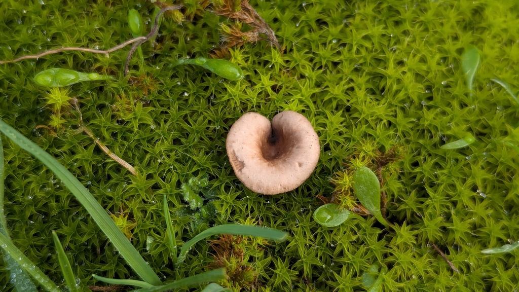 Clitocybe barbularum · December 2025 · photo: © rudolphous (iNaturalist, cc-by)