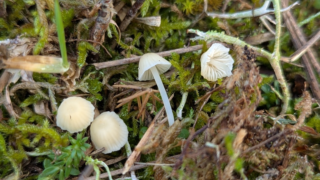 Atheniella flavoalba · December 2025 · photo: © rudolphous (iNaturalist, cc-by)