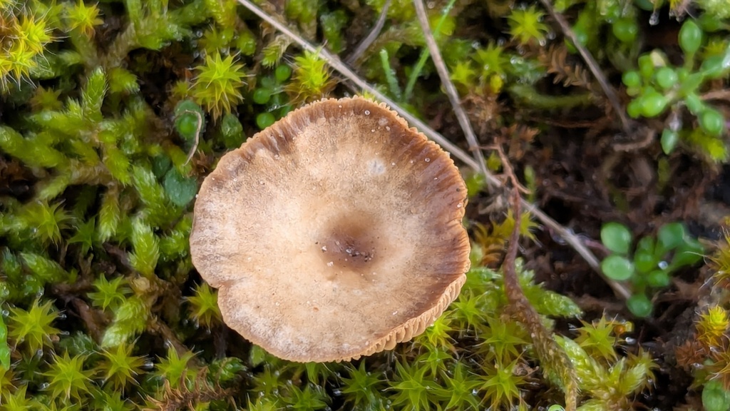 Clitocybe barbularum · December 2025 · photo: © rudolphous (iNaturalist, cc-by)