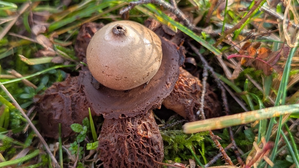 Geastrum michelianum · December 2025 · photo: © rudolphous (iNaturalist, cc-by)