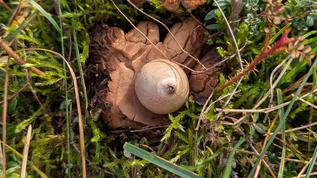 Geastrum michelianum · December 2025 · photo: © rudolphous (iNaturalist, cc-by)